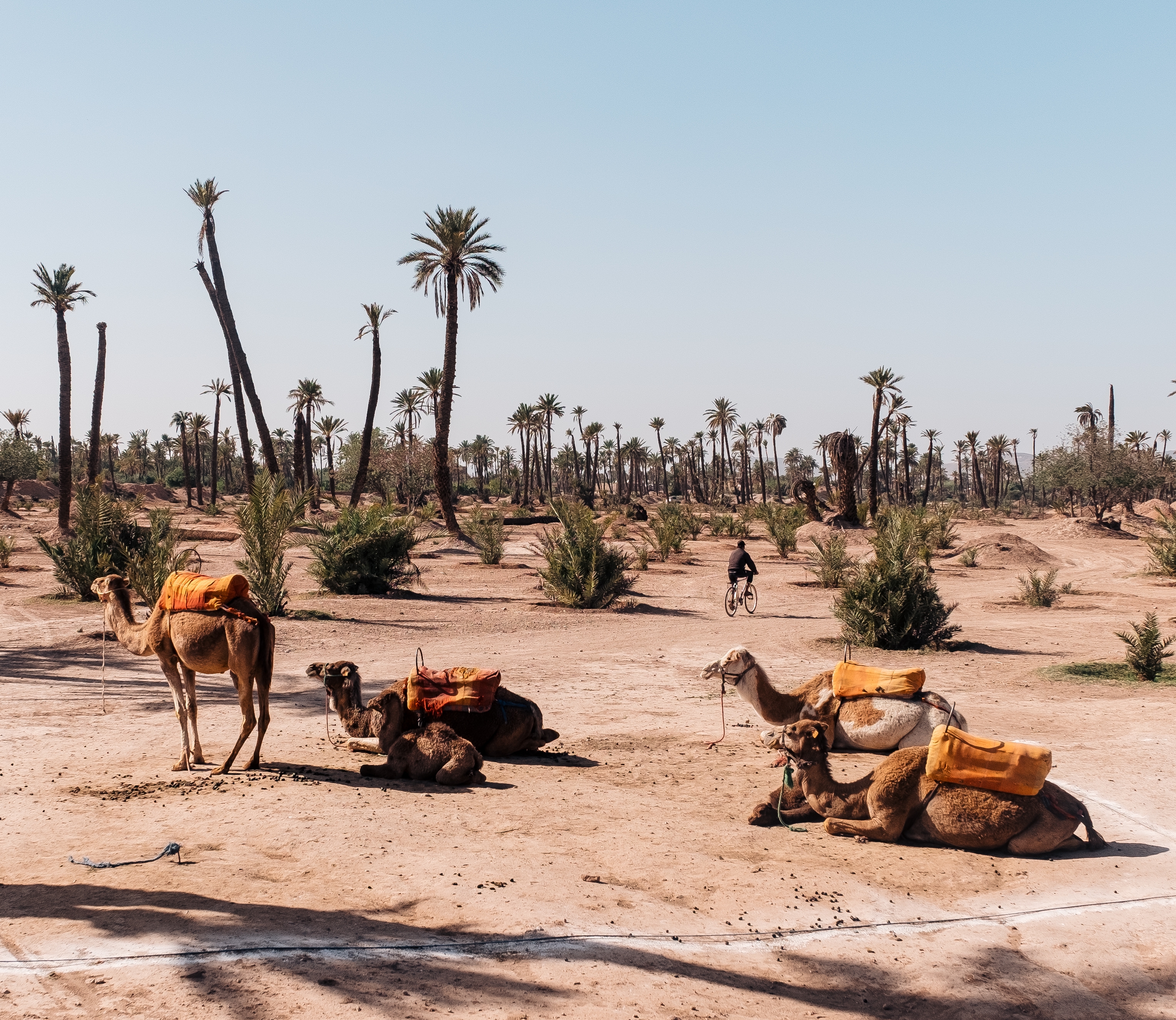 Iraq heritage tours