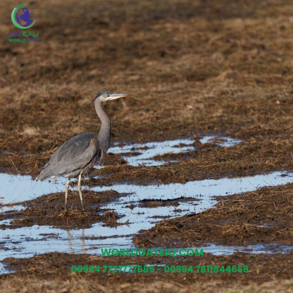 Mesopotamian Marshes in Iraq